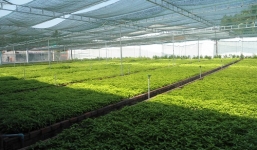 Không lo bệnh viêm họng nhờ sử dụng Trà Hoàn Ngọc 